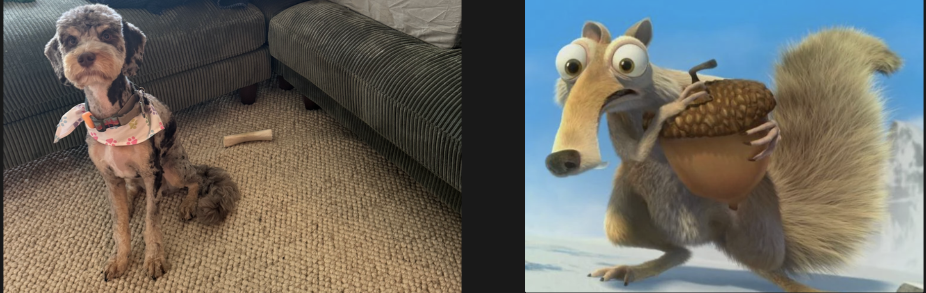 Tupper with new haircut looking like Ice Age squirrel