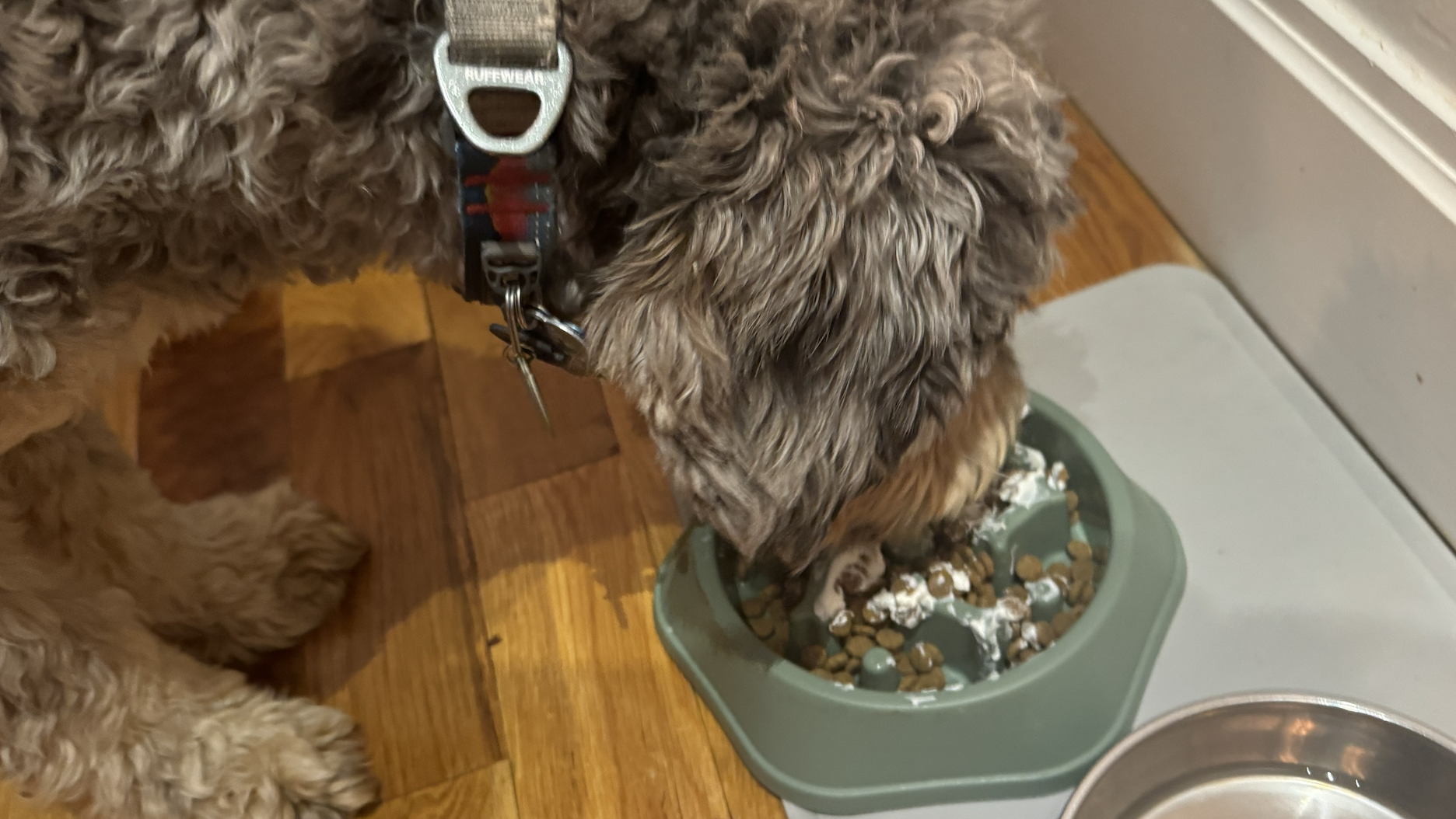 Tupper the dog being finicky about his food requiring Greek yogurt juice