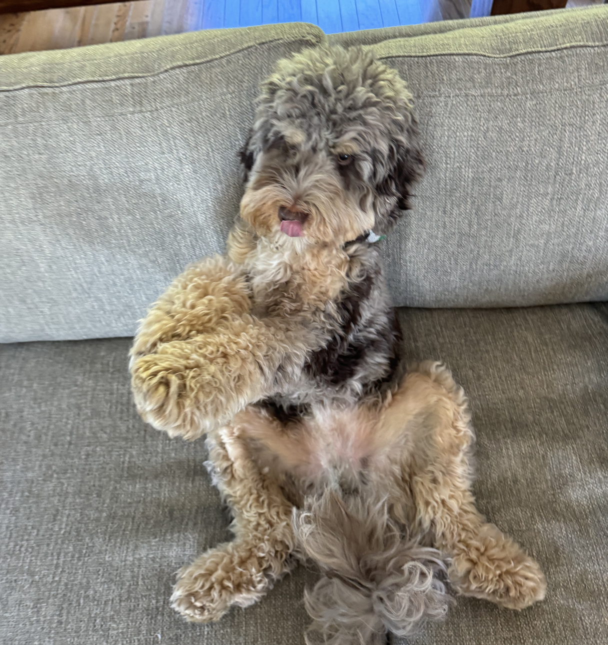 Tupper the dog sitting contentedly on the couch, celebrating David being cancer free