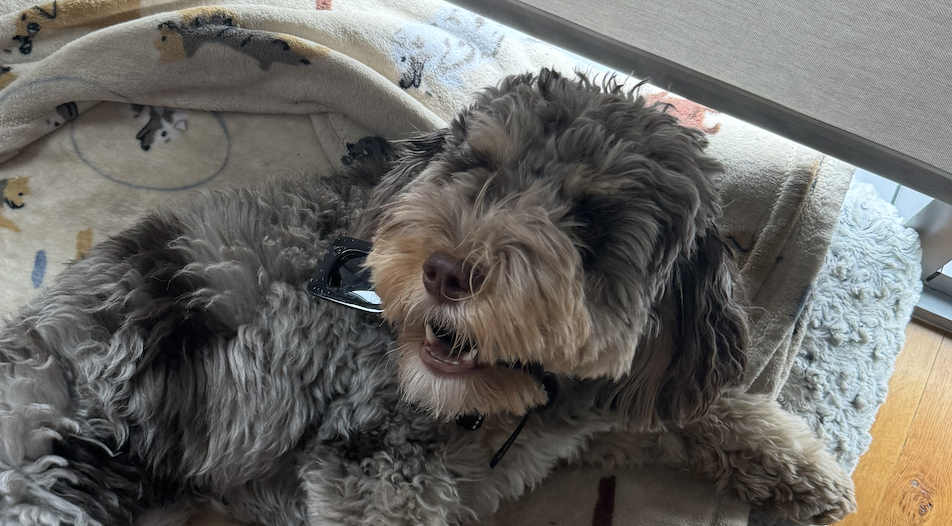Tupper with sunglasses in mouth